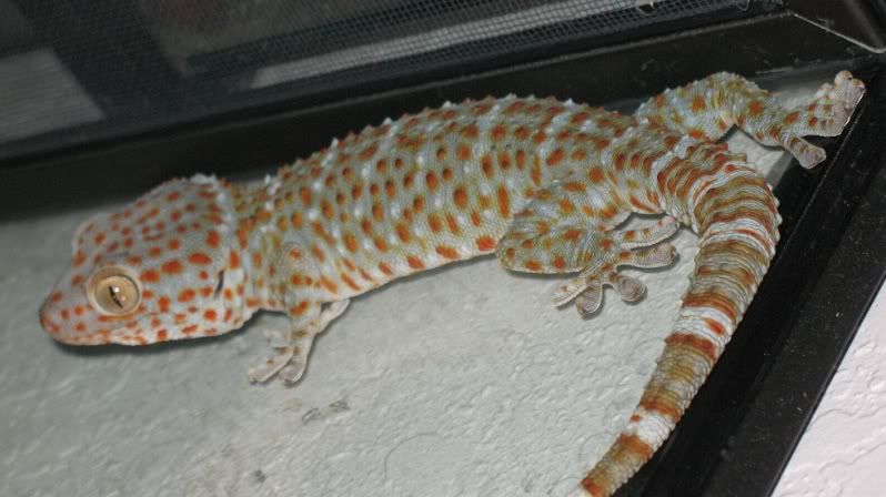 GoldenGecko014.jpg