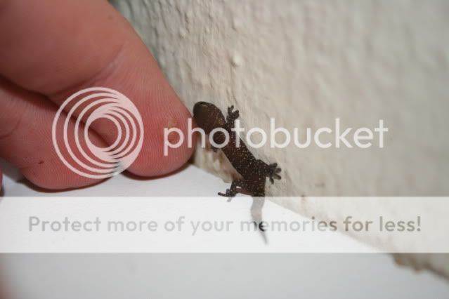 geckos002.jpg