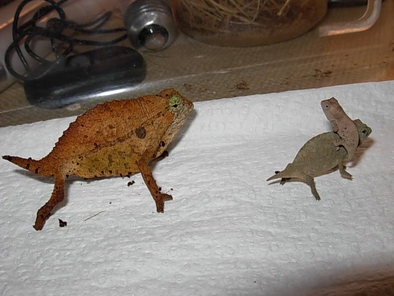 DSCN5131.jpg