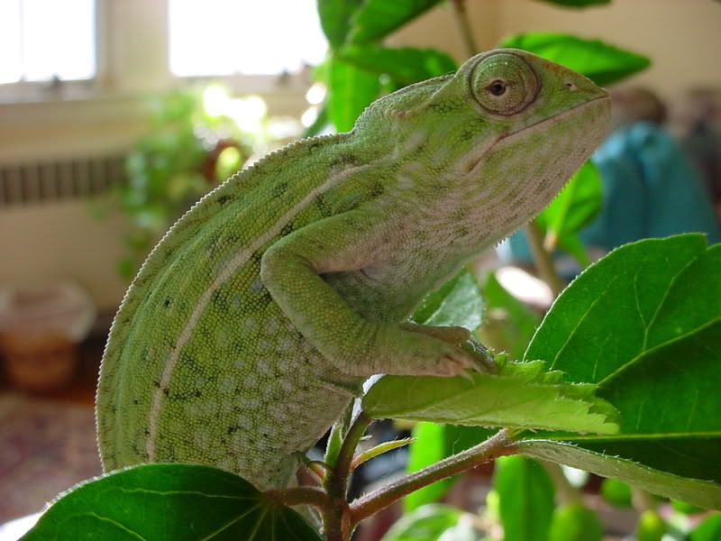 latsandskinks10-20-08095.jpg