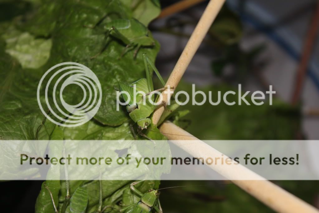 Chamandbugpics133.jpg