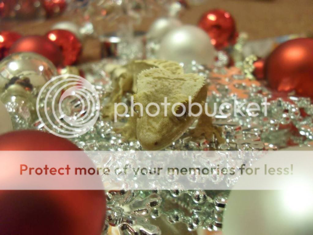 Xmas1.jpg