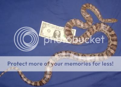 Snake-Mysticupdate2-09.jpg