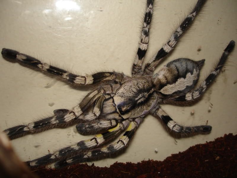 aug29spiders019.jpg