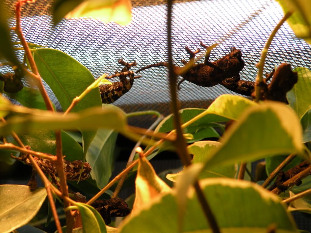 DSCN7265.jpg