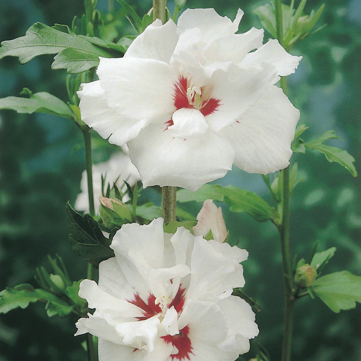718qAccmjxL._SL1500_.jpg
