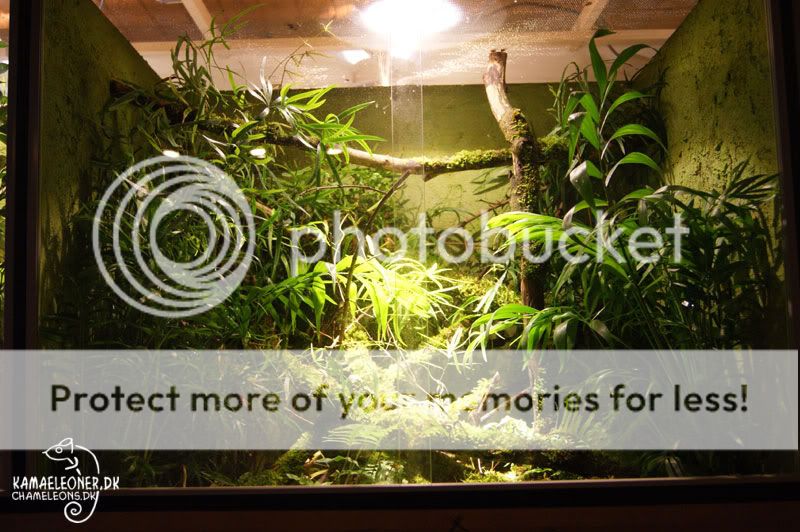 terrarium13.jpg