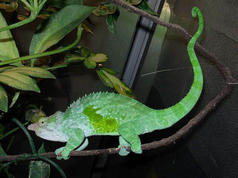 DSCN5529.jpg