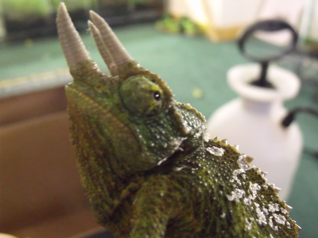 2010_0427chams0018.jpg