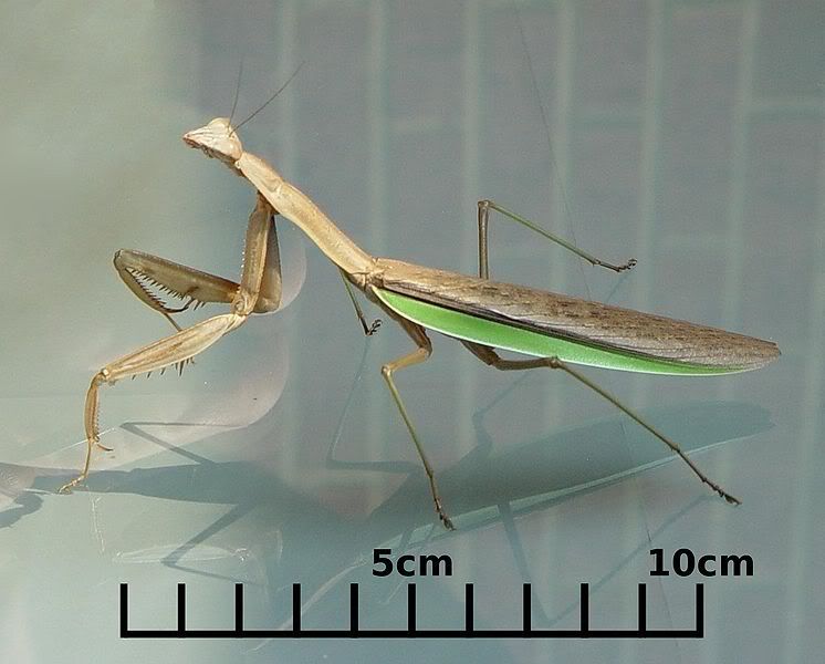 746px-NG-PrayingMantis.jpg