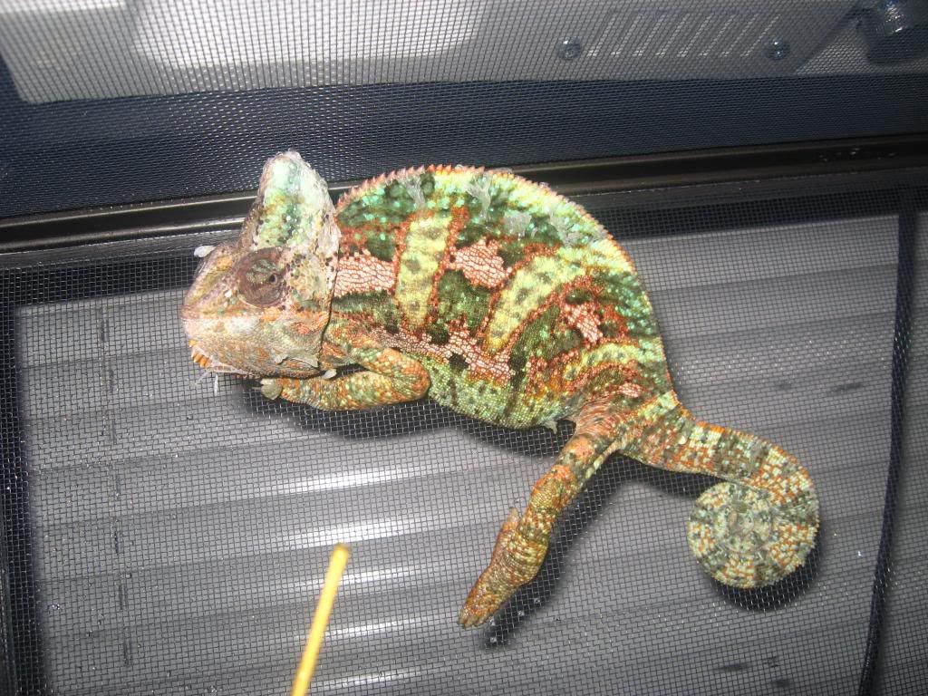 animals563.jpg