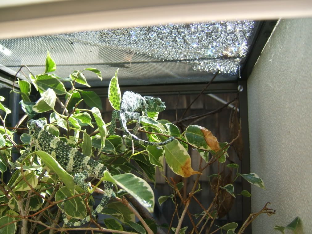 DSCF7768.jpg
