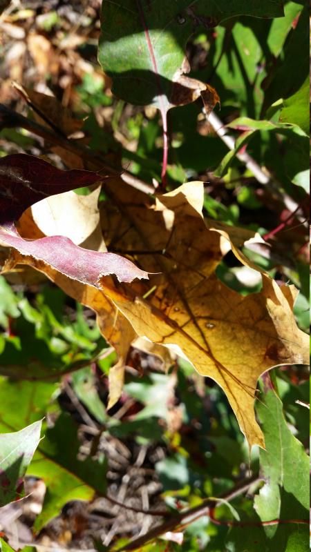 20141008_095304_zpsrgkclogg.jpg