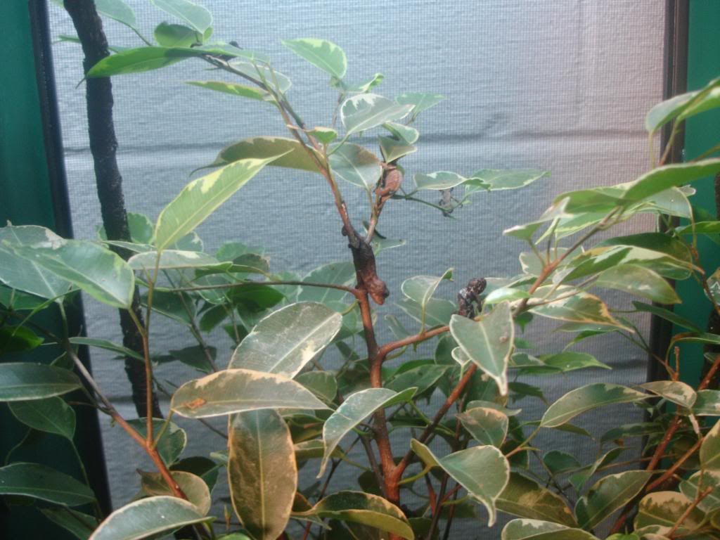 DSC00037.jpg