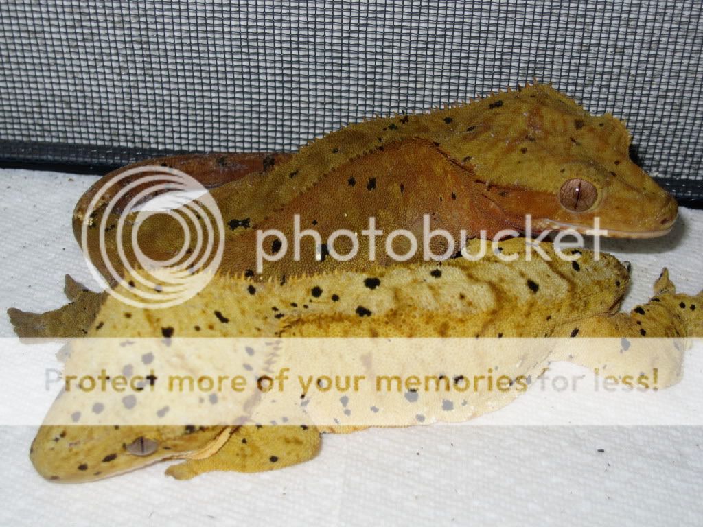 IMG_4881.jpg