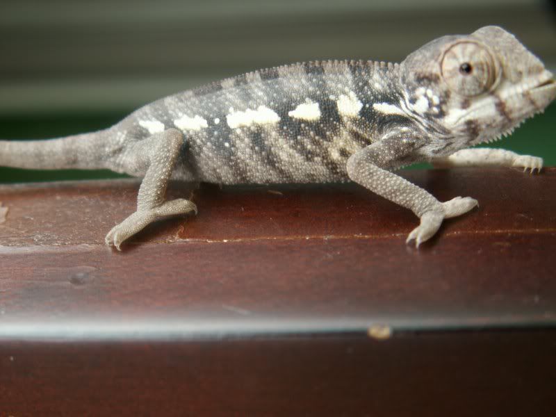 PICT0001.jpg