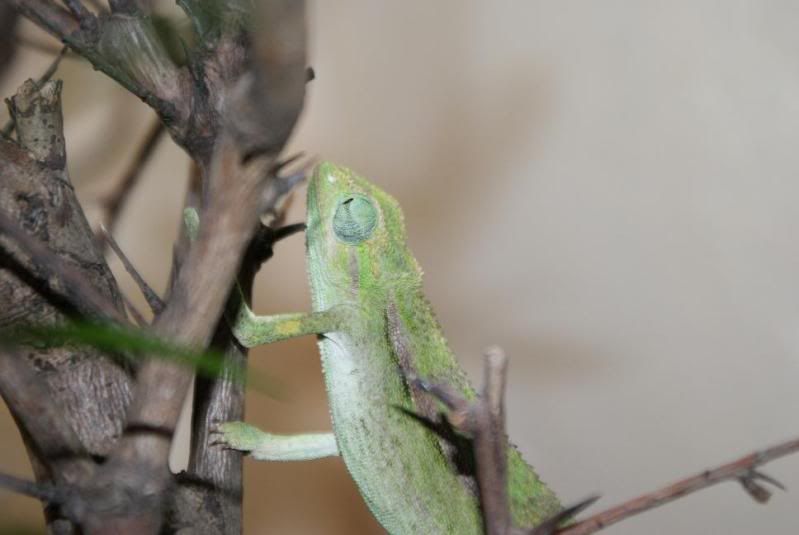 ellioti_female2.jpg