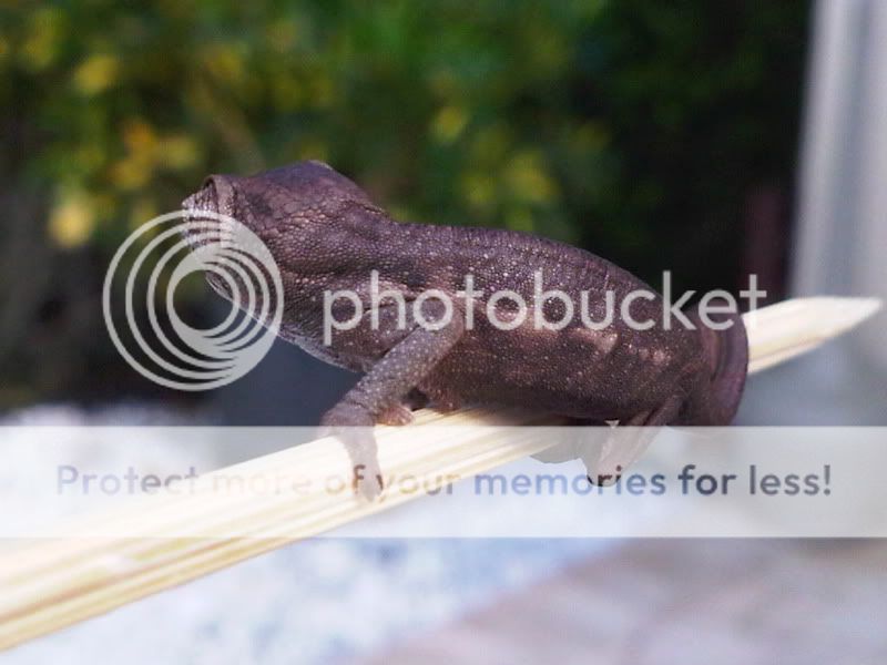 IMG01631-20120131-1447.jpg