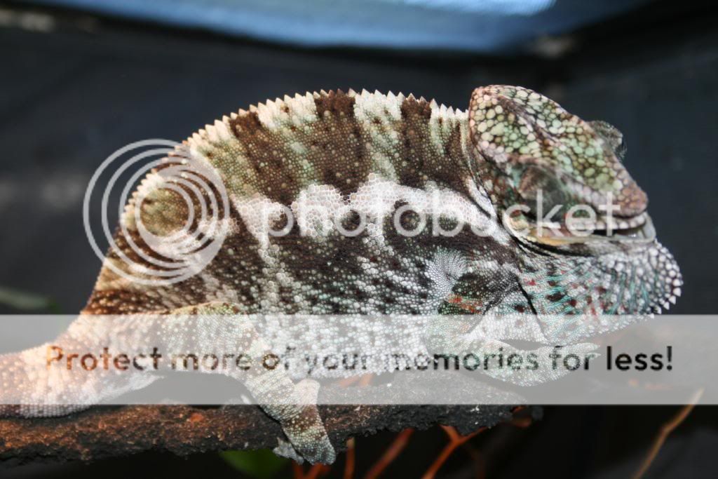 dansfalyboy003_zps44521f80.jpg