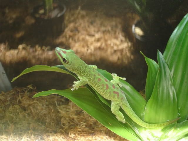 gecko011.jpg