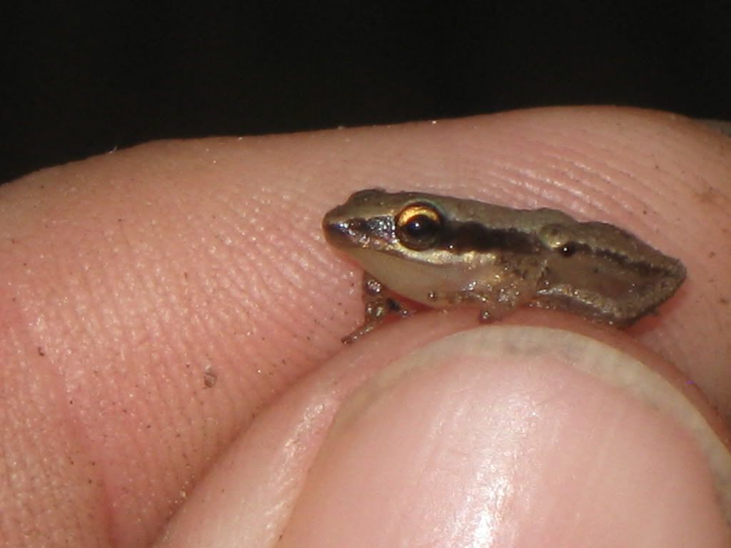 OkefenokeeLittlegrassfrog.jpg