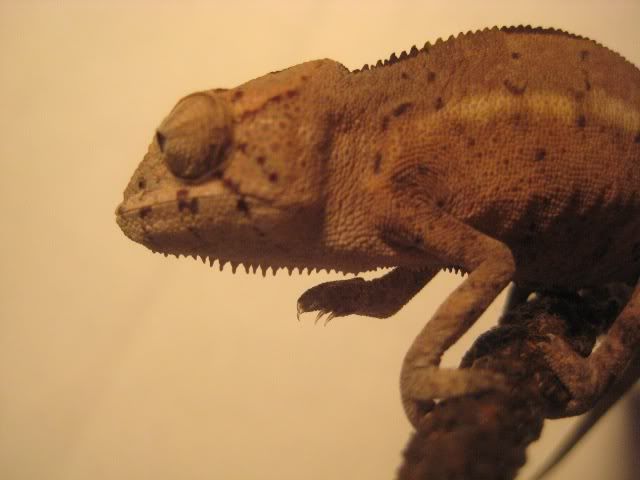 female3-1.jpg
