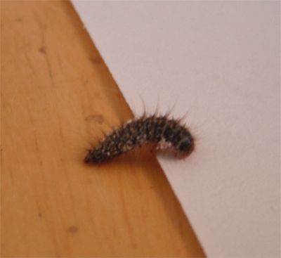 wth_zps946766b3.jpg