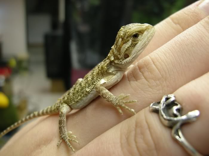 pogona1dayold.jpg