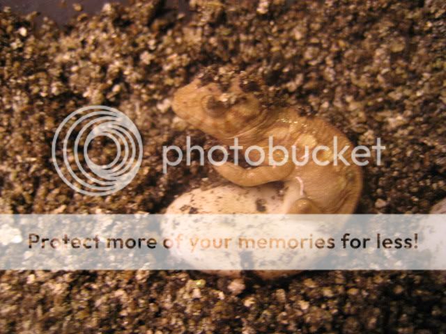 IMG_2161.jpg