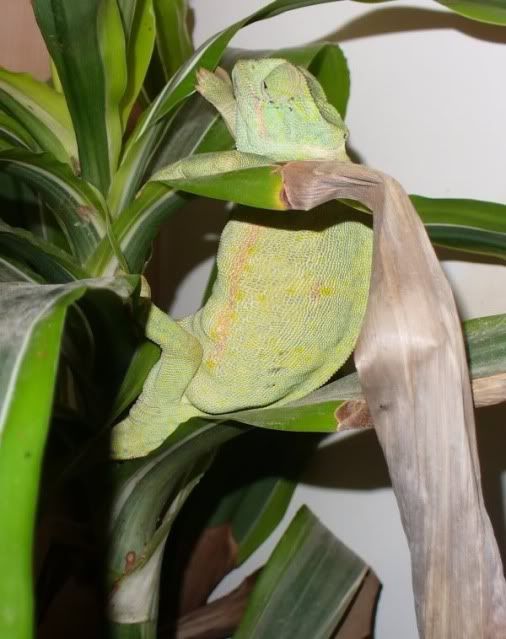 Chameleonsitsleep1.jpg