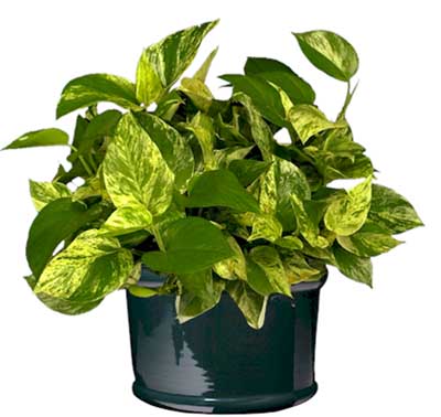pothos[1].jpg