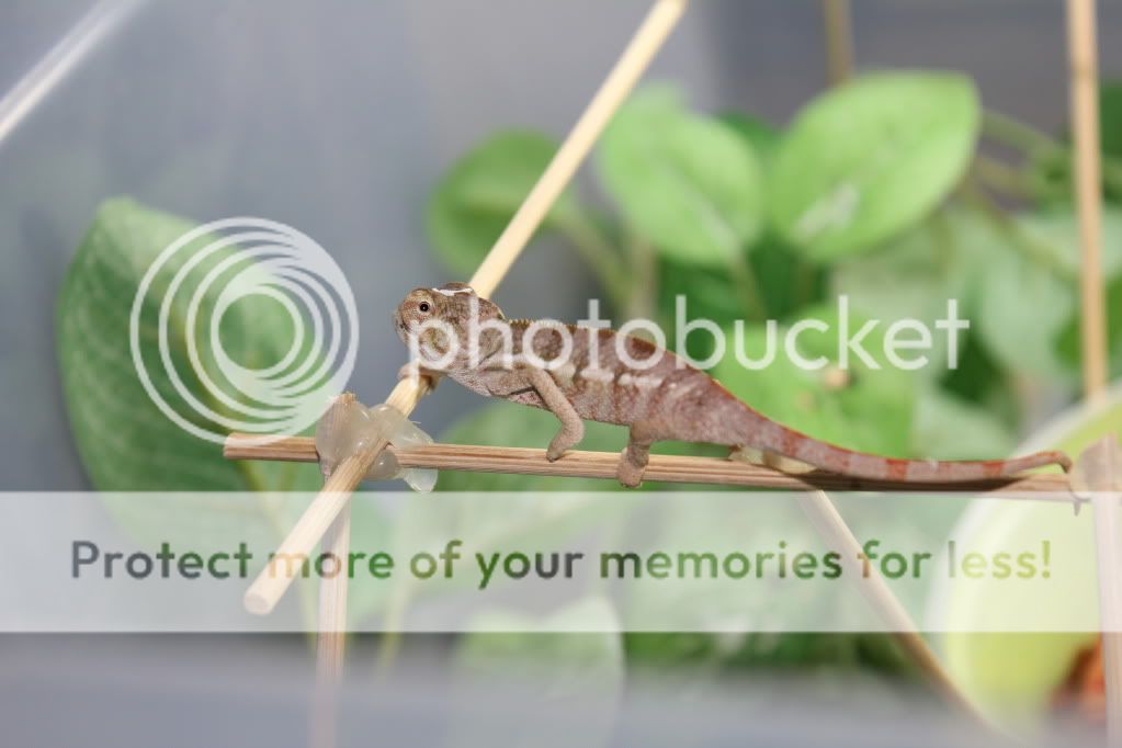 Chamandbugpics184.jpg