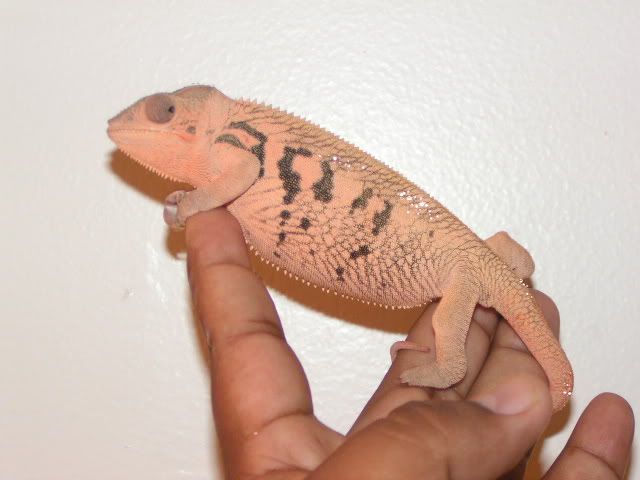 PICT0692.jpg