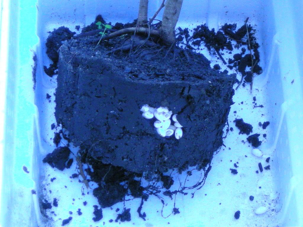 FOUNDEGGS003.jpg