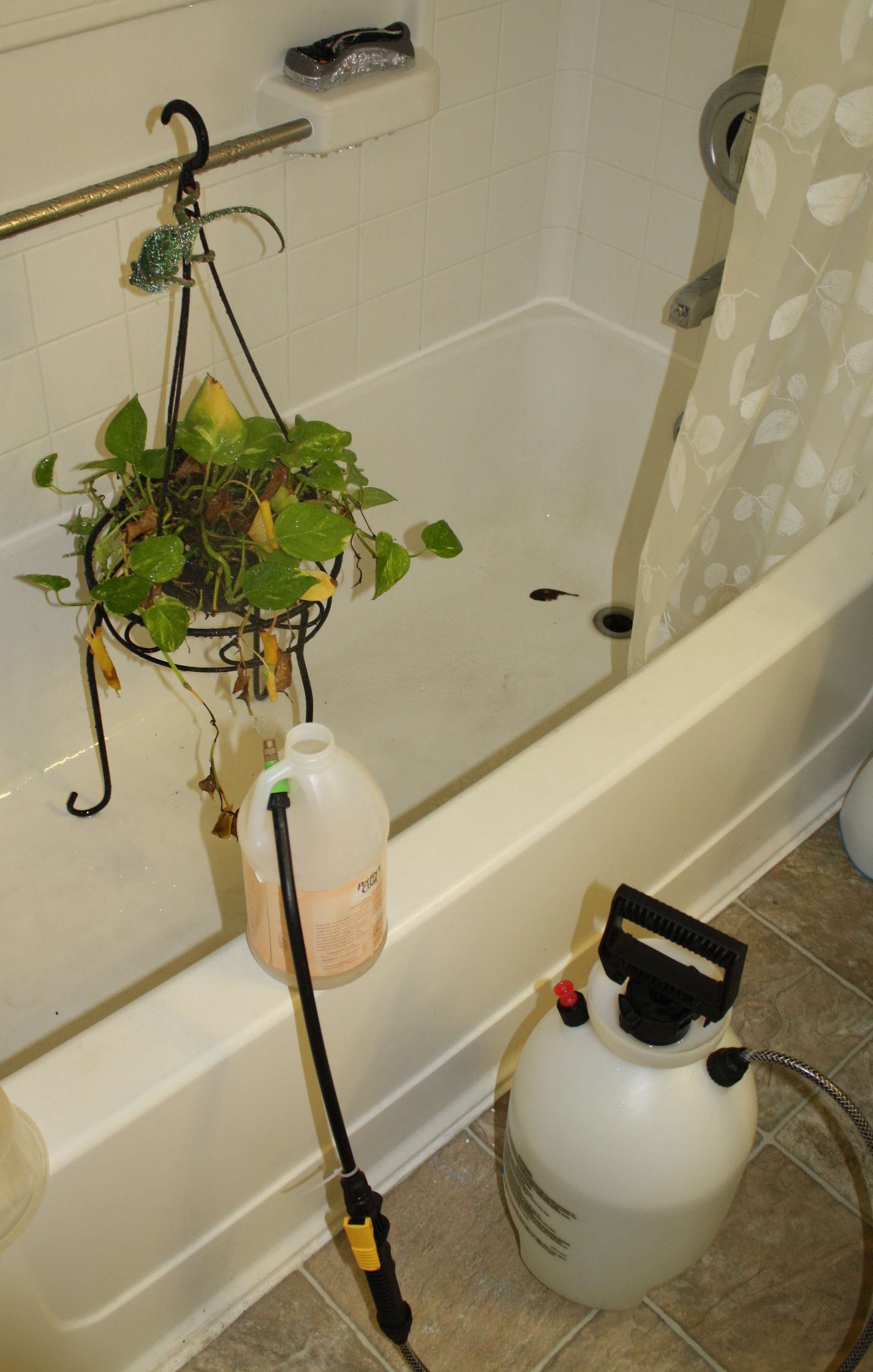 chameleonshower1.jpg