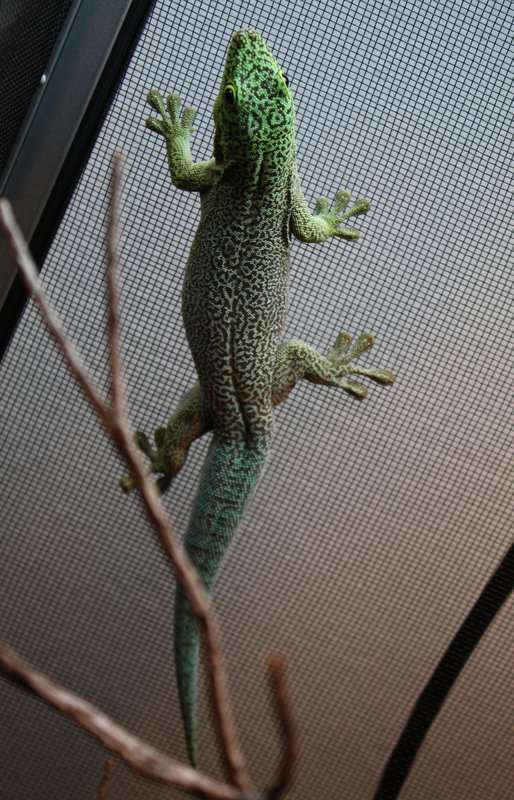 standingsgecko2.jpg