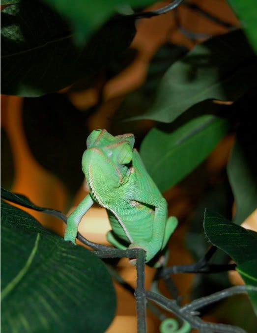 Rango010-3-1.jpg