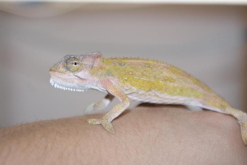 pumilum_fynbos_male1.jpg