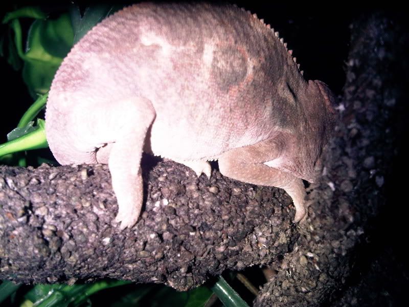 chameleon3016.jpg