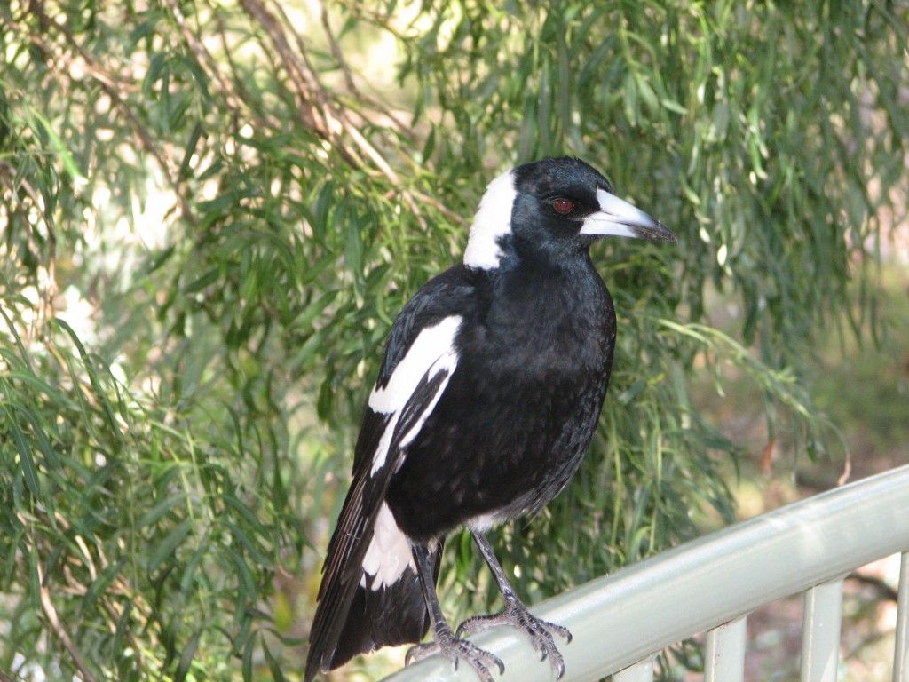 magpie_australian_20070919_001.jpg