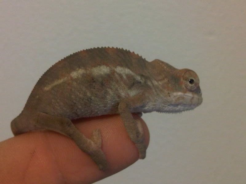 chameleon3001.jpg