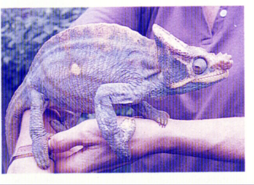 parsoniigigantemz1.jpg