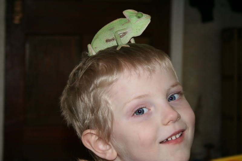 chameleon002.jpg