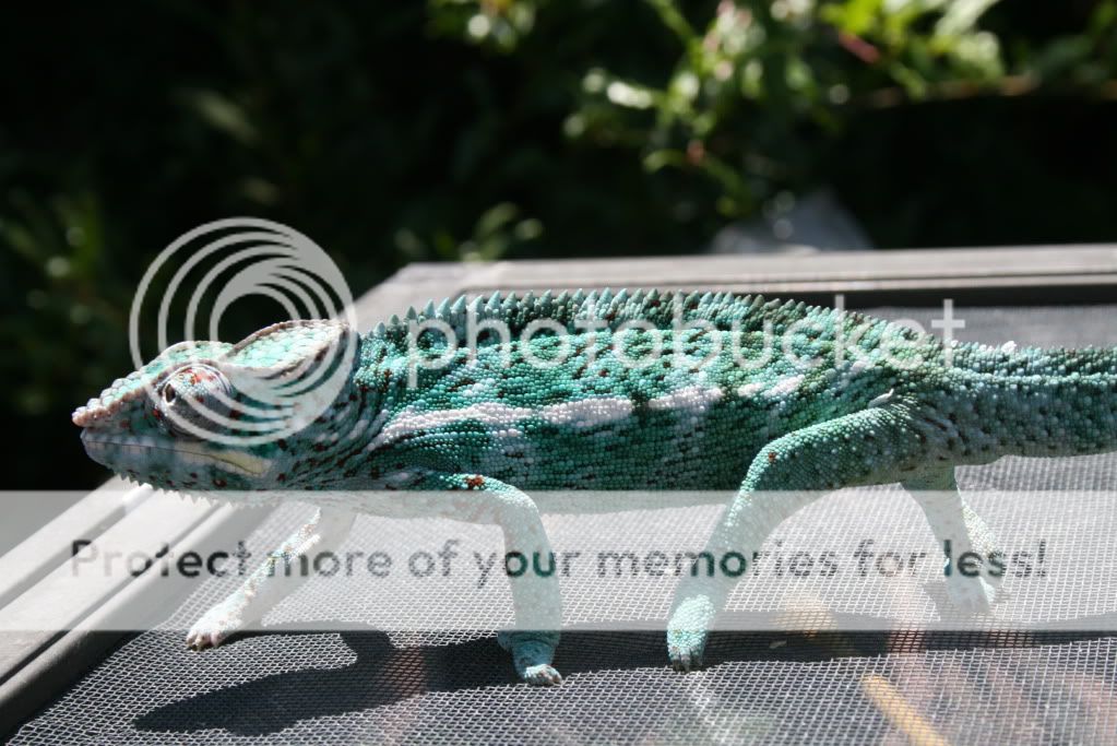 eospics9-19-09001-4.jpg