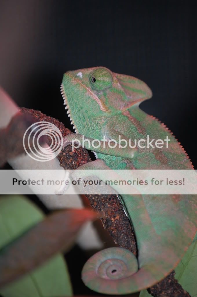 Rango009-4.jpg