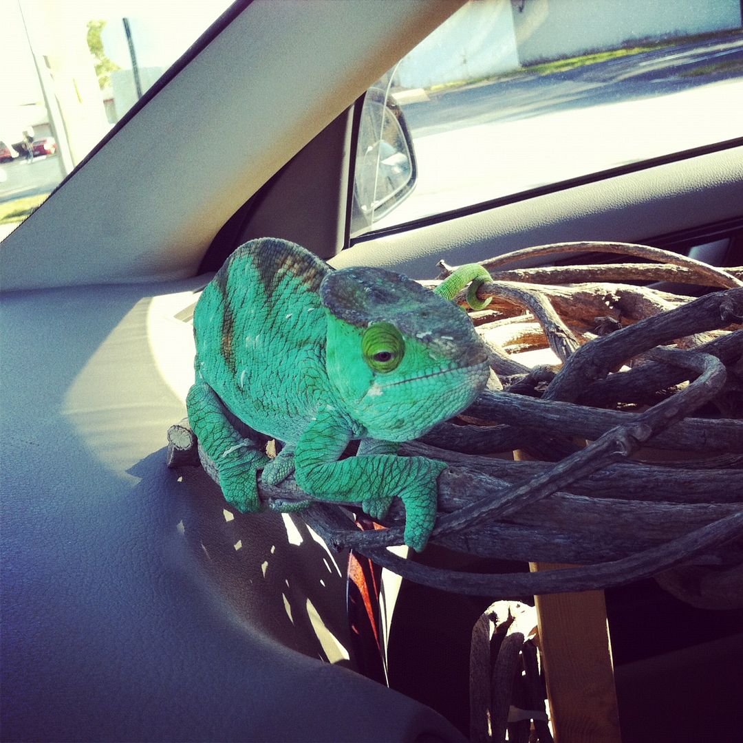 Heraonthewayhomefromthevet_zps73c4e288.jpg