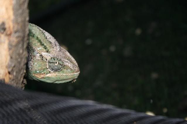 IMG_6185.jpg