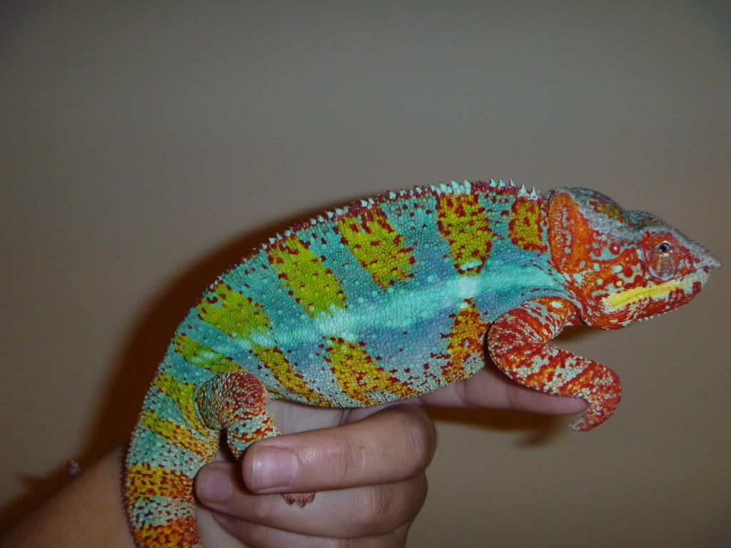 Pictures2010032.jpg