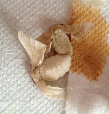 MothsMating.jpg