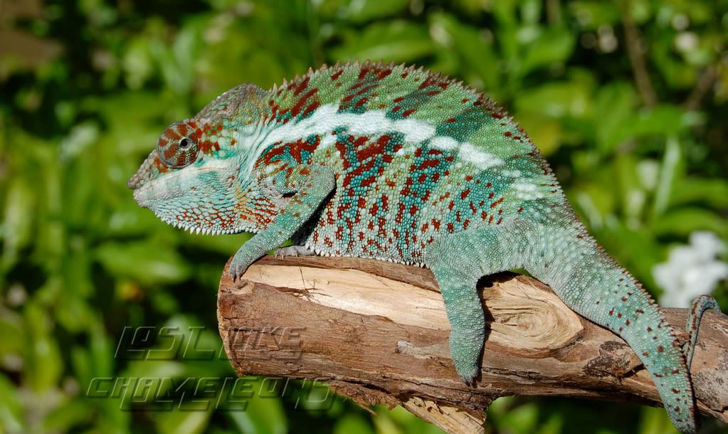 Speckledambanjabreeder.jpg